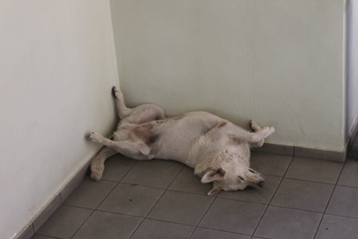 Voici de quoi a l'air un chien chaud !!!