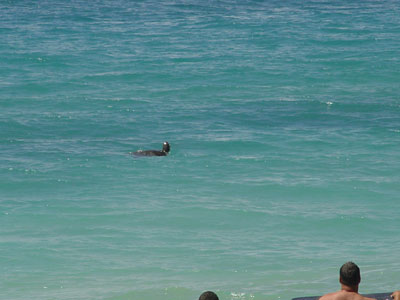 Une tortue de mer