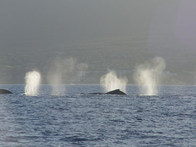 Que des baleines...