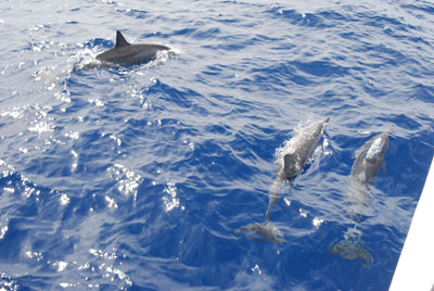 O� est Flipper ?