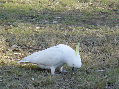 Coco veut un biscuit !!!