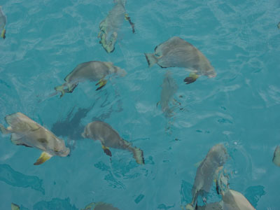 Beaucoup de poissons...