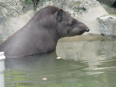 Un tapir du Br�sil